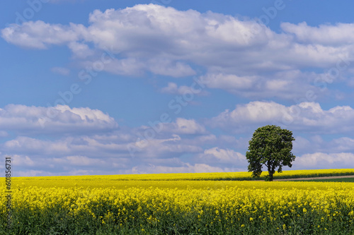 Pola rzepaków i samotne drzewo, Piękne niebo z chmurami.