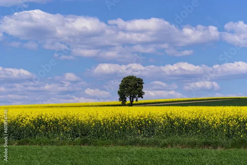 Obraz Pola rzepaków i samotne drzewo, Piękne niebo z chmurami.