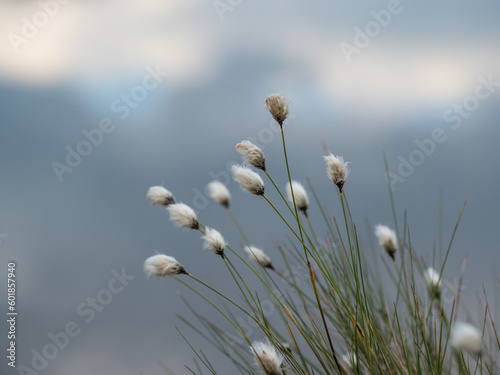 cottongrass on swamp  in sunlight photo
