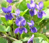Violet (Viola odorata) grows in the wild