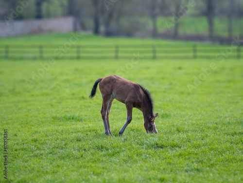 The foal on green pasture