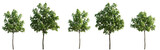 Set of 5 Chestnut middle summer street young trees isolated png on a transparent background perfectly cutout