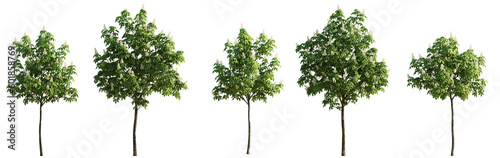Set of 5 Chestnut middle summer street young trees isolated png on a transparent background perfectly cutout photo