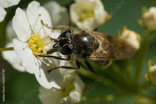 A Beautiful Fly is Gathering Pollen from a White Flower at the Beginning of Spring