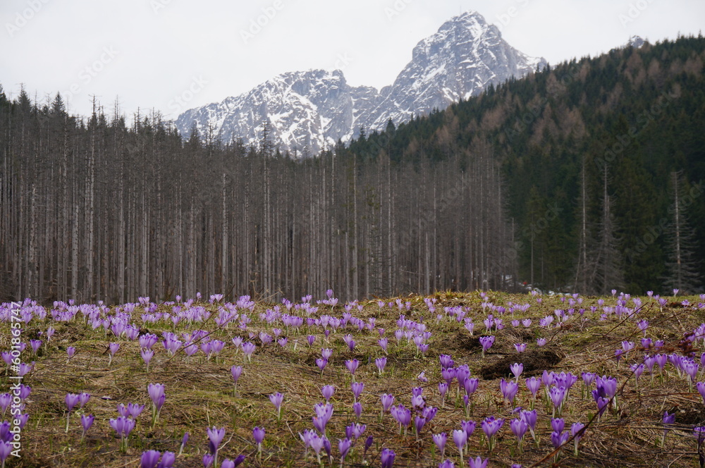 Crocuses are one of the symbols of the Tatra Mountains. Zakopane, Tatra National Park, Poland.