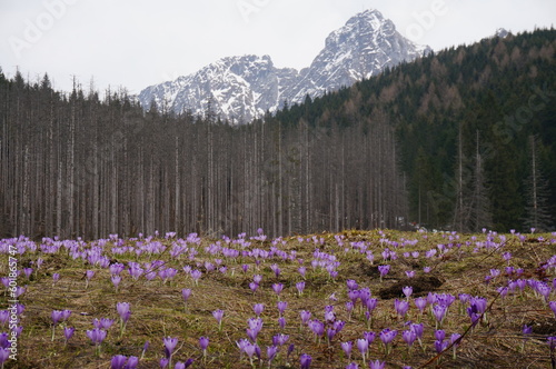 Crocuses are one of the symbols of the Tatra Mountains. Zakopane, Tatra National Park, Poland.