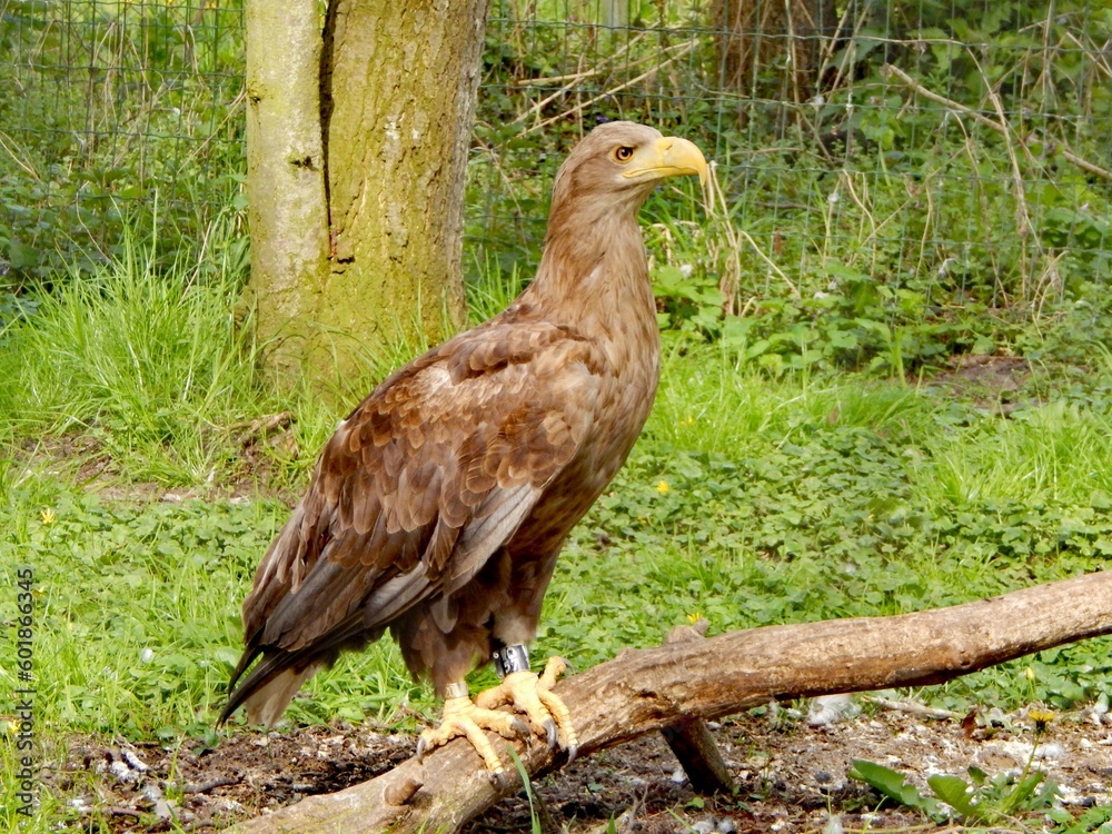 Fototapeta premium red tailed hawk