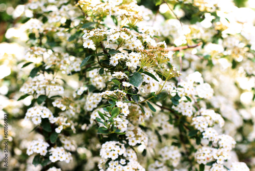 white cherry tree © Арман Амбарцумян