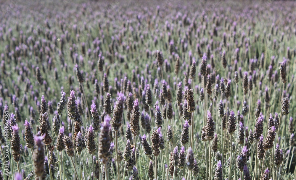 Naklejka premium field of lavender