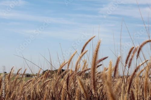 reeds on the beach