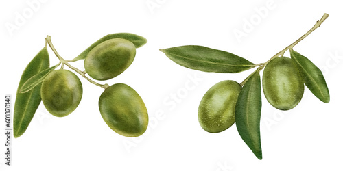 Olive tree branches with fruit and leaves.