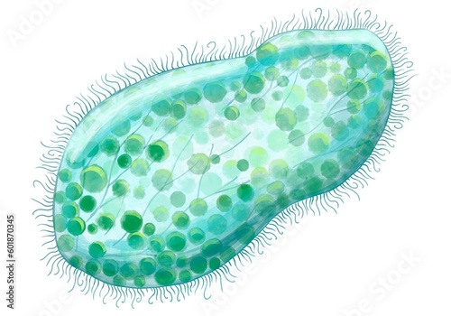 Bacteria close-up, unicellular protozoan microorganisms. Color illustration for printing in textbooks, medical brochures, stickers, posters and other printing. Microbiology. photo
