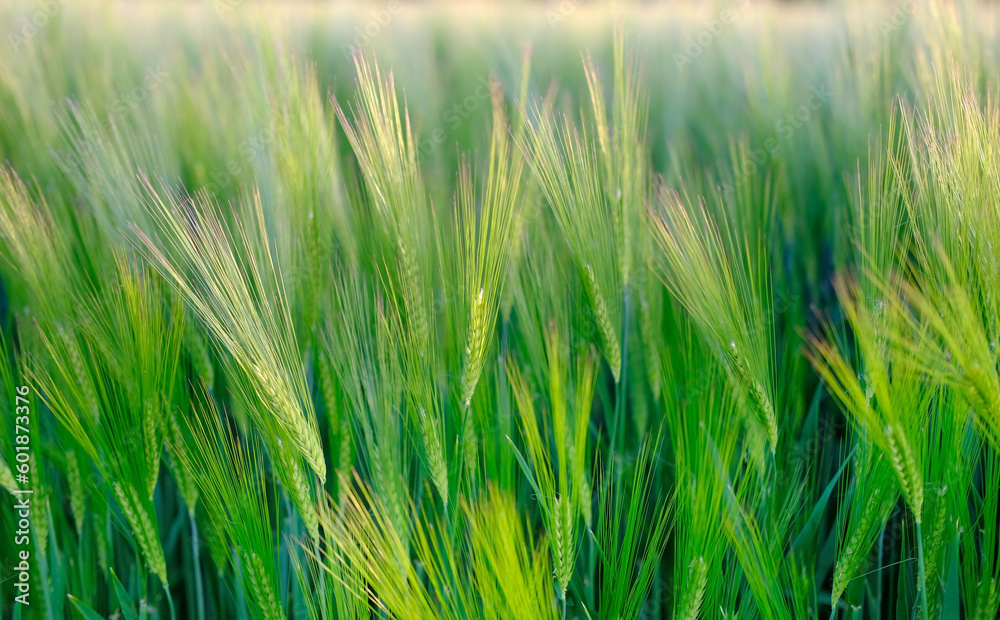 close-up of ears of rye in the sunset rays sway in wind, beautiful summer landscape, blurred background, concept of rich harvest of bread, grain import, export abroad, growing crops