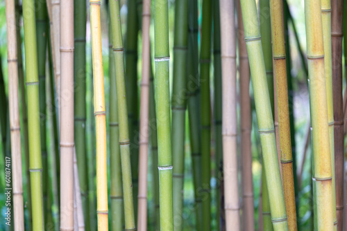 Bamboo forest background  different colors of plant stems