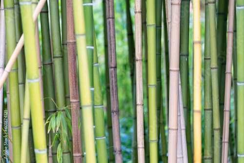 Fototapeta Naklejka Na Ścianę i Meble -  Bamboo forest background, different colors of plant stems