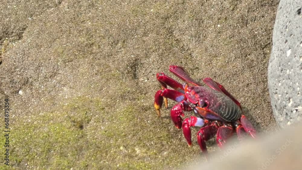 Grapsus adscensionis coastal crab species common in Gran Canaria. Known for their distinctive red color. They are an important part of the local ecosystem and are a popular subject for photography. Grapsus adscensionis coastal crab species common in Gran Canaria. Known for their distinctive red color. They are an important part of the local ecosystem and are a popular subject for photography.