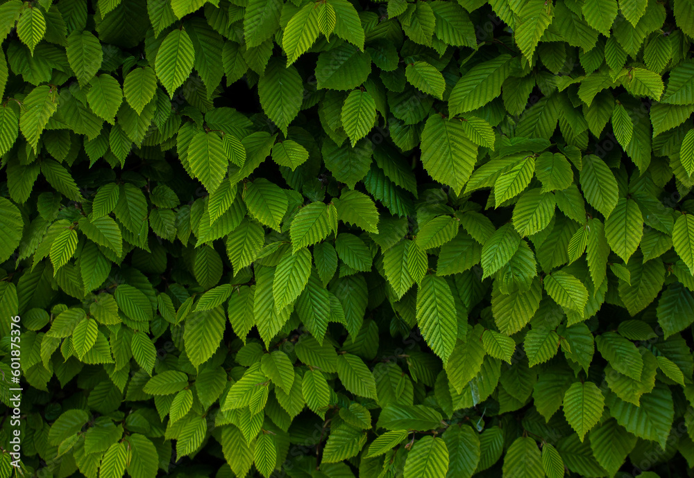 Ulmus pumila celer leaves, European hornbeam or carpinus betulus in the garden. Green leaf pattern with sunlight, Nature texture or background. Ulmus pumila celer leaves, European hornbeam or carpinus betulus in the garden. Green leaf pattern with sunlight, Nature texture or background.