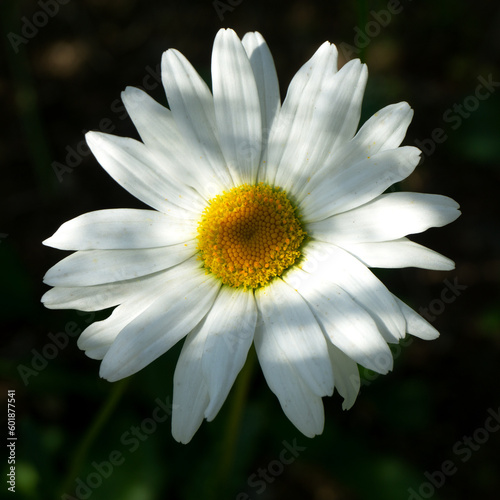 Shasta Daisy