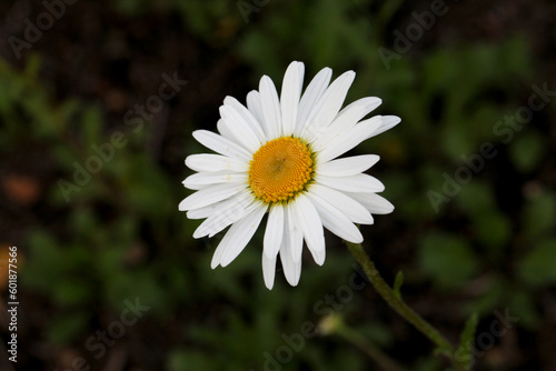 Shasta Daisy