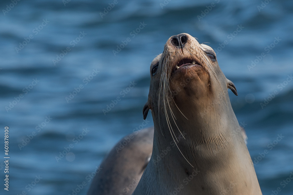 Obraz premium sea lion on the beach