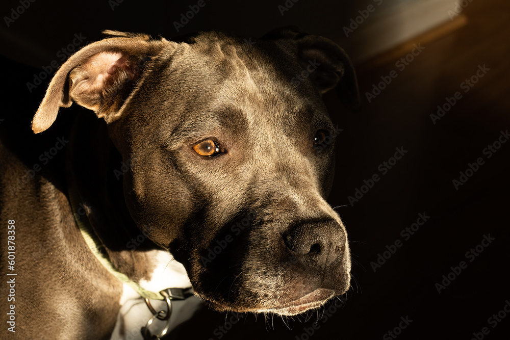 pitbull female has spotted something in a low key close up portrait