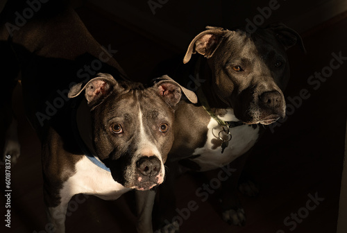 pitbull dogs have spoteted something of interest in a low key portrait