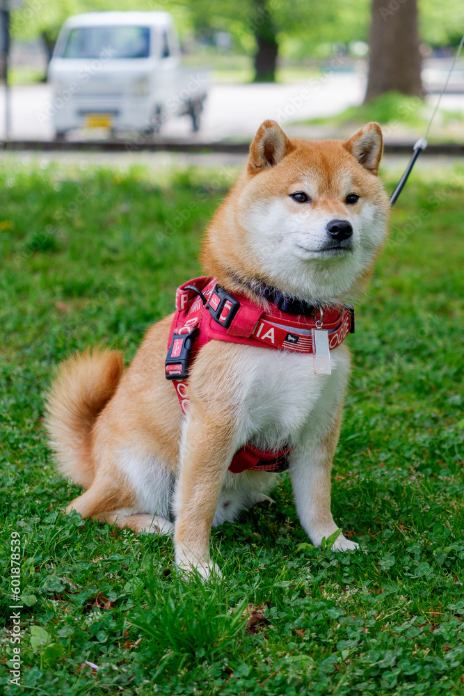 dog in the grass