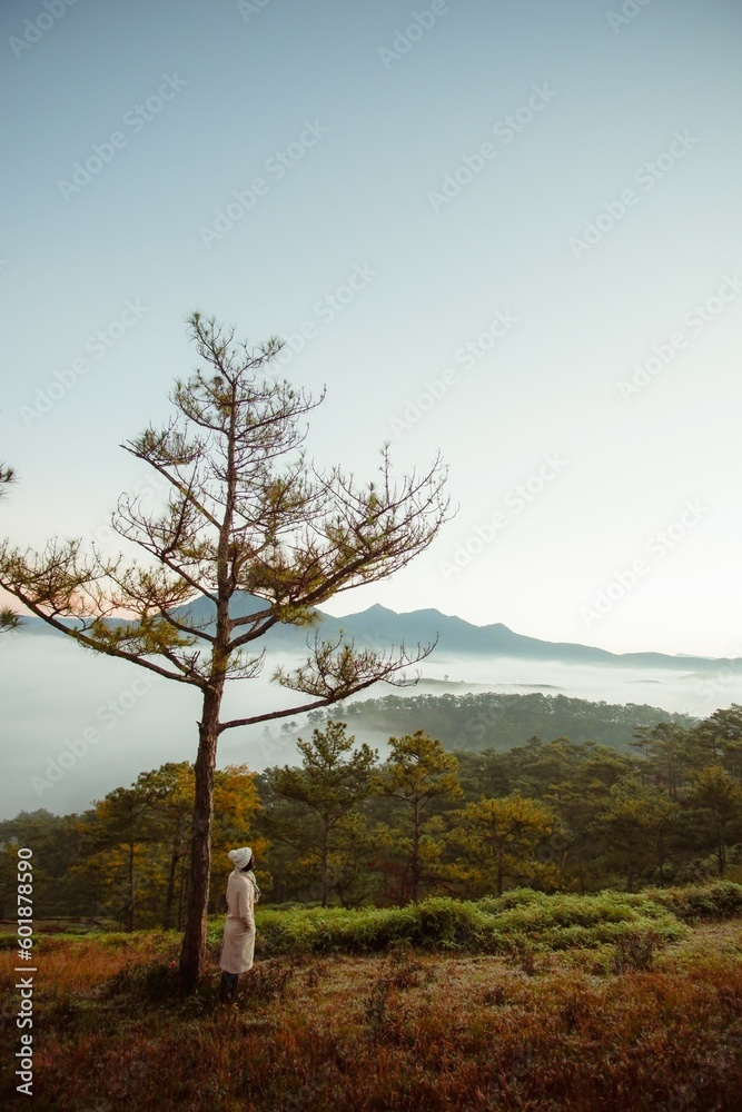 Fototapeta premium tree in the mountains
