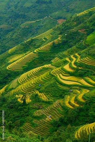 rice terraces island