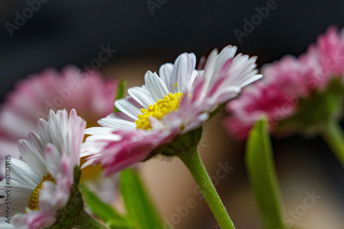 Flower blooming macro 