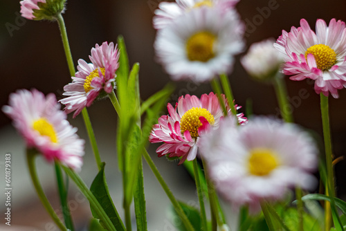 pink and white flowers