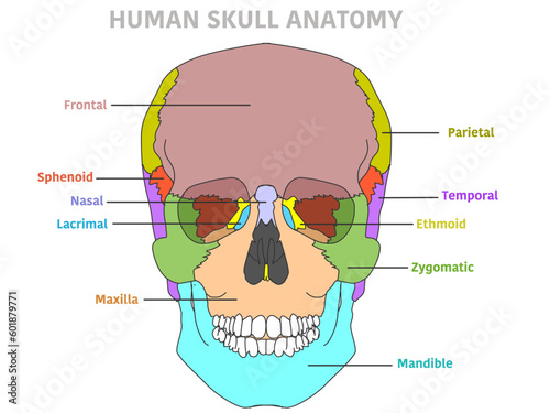 Skull bones diagram, front. Cranium colorful parts structure, anterior. Ethmoid, nasal, sphenoid, mandible, zygomatic, maxilla, temporal, frontal, parietal. Brain protection. Vector illustration photo