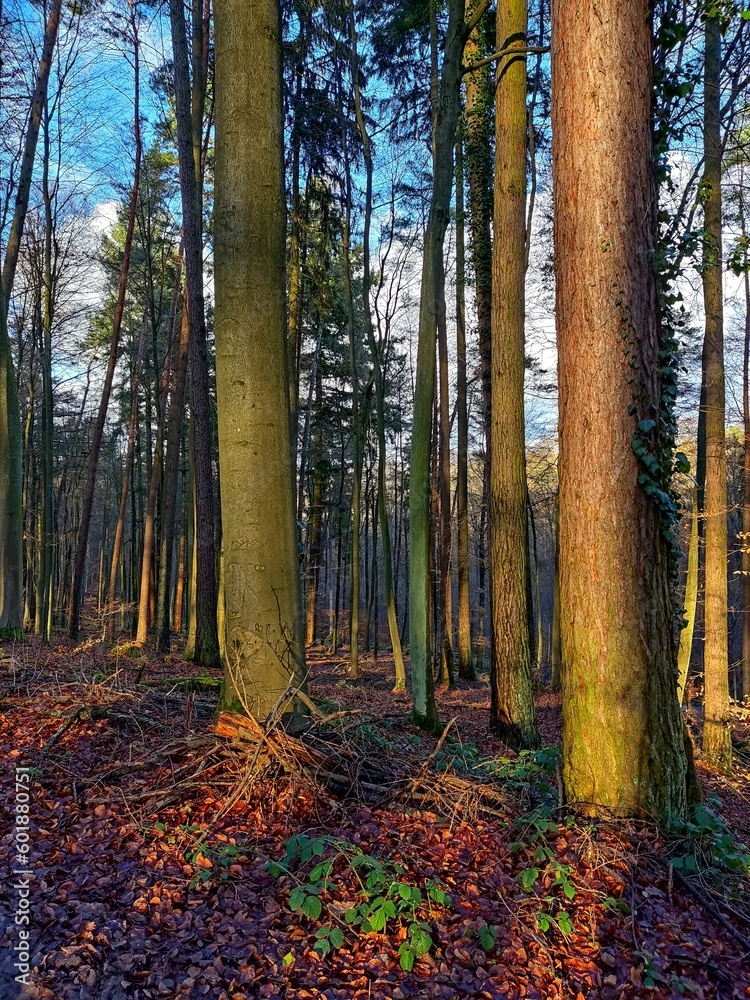 Fototapeta premium autumn forest in the autumn