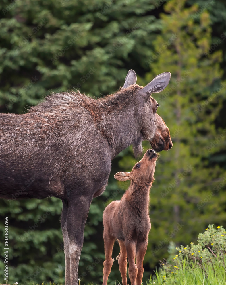 Fototapeta premium Moose Calf with Mother