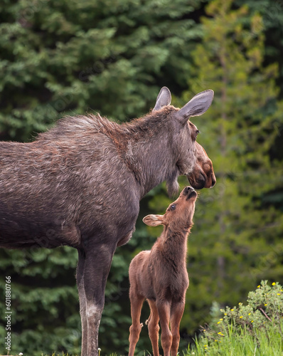 Moose Calf with Mother
