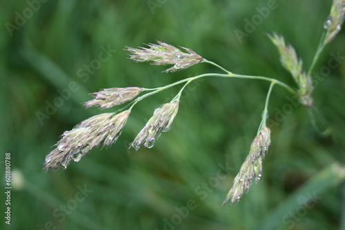 Plants ear of corn