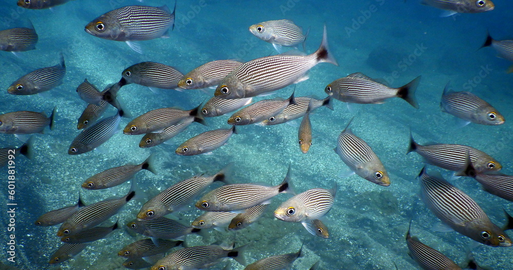 Obraz premium Cost Rica Sea Life