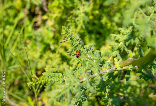 A ladybug on a plant in the Ballona Wetlands of Los Angeles California (ID: 601883710)