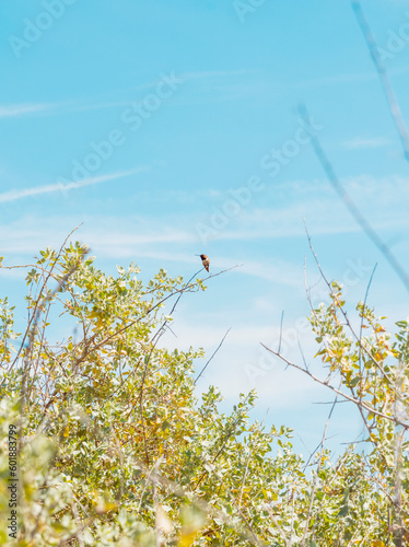 Hummingbird in the Ballona Wetlands of Los Angeles California (ID: 601883799)