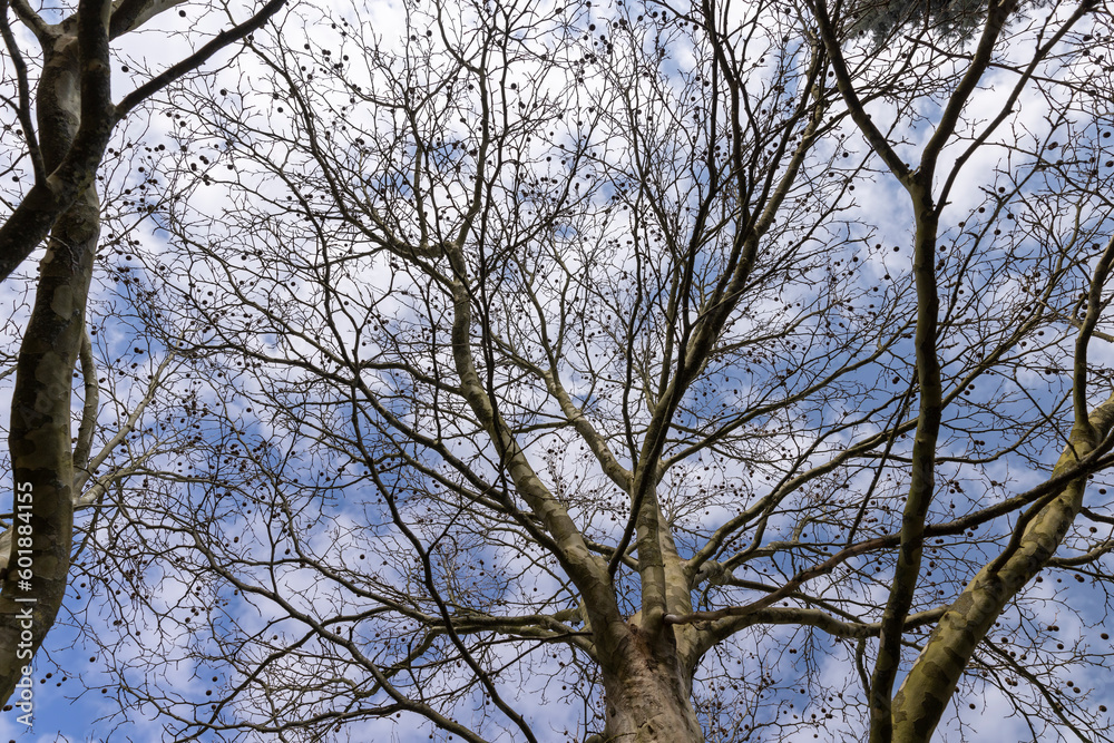 sycamore tree with hanging balls in early spring sycamore tree with hanging balls in early spring