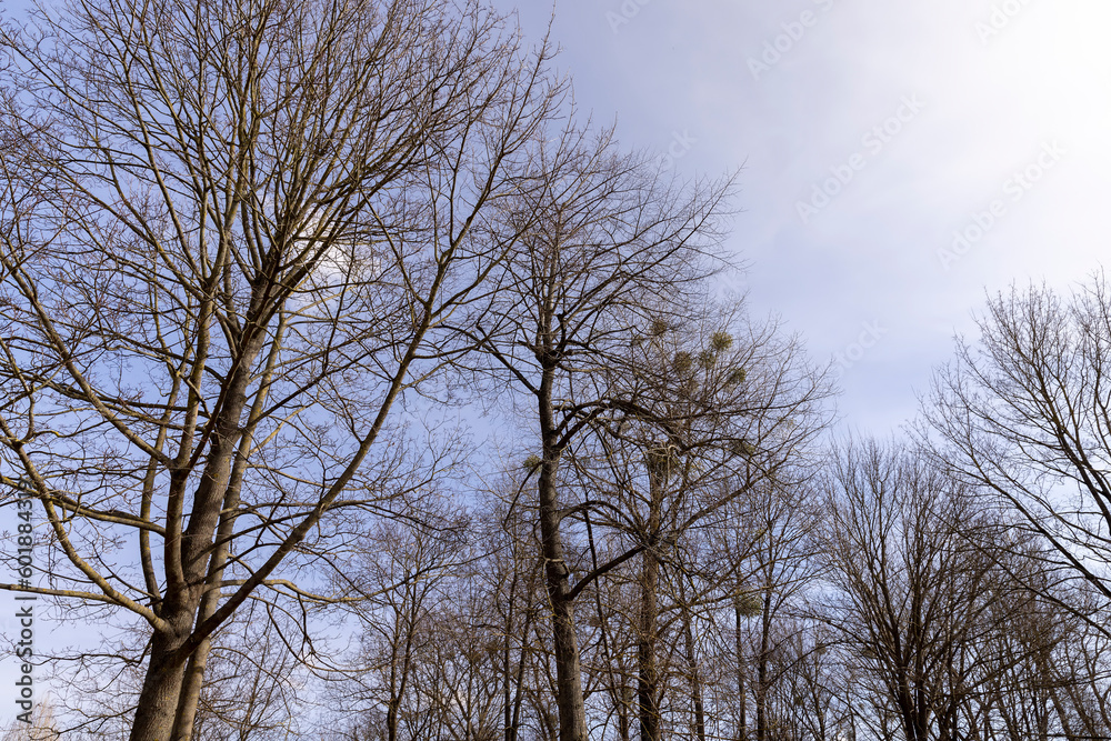Bare trees in sunny spring weather, bare deciduous trees Bare trees in sunny spring weather, bare deciduous trees
