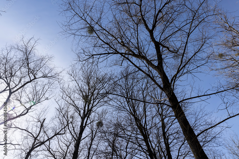 Branches of deciduous trees in the park in spring sunny weather Branches of deciduous trees in the park in spring sunny weather