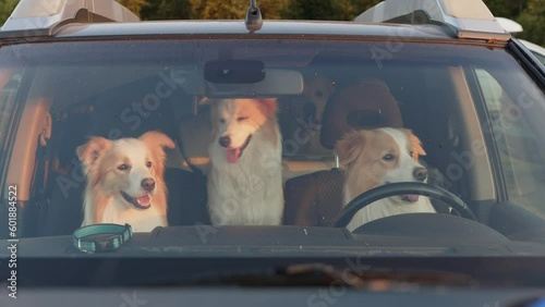 Video of three Border Collie dogs sitting in a car and looking through the windshield will keep you entertained and make your day. Pure canine fun