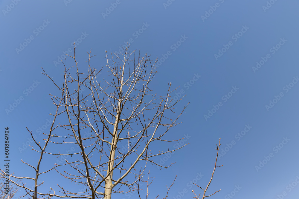 tulip tree in sunny weather in early spring tulip tree in sunny weather in early spring