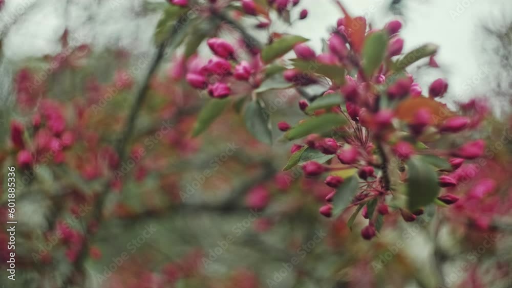 Blossoming Red Flowers and Leaves of the Paradise Apple Tree with Swirly Bokeh Blossoming Red Flowers and Leaves of the Paradise Apple Tree with Swirly Bokeh