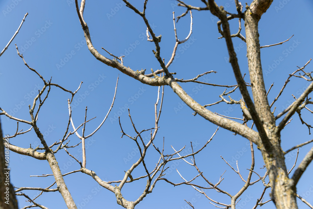 catalpa bignoniform tree in sunny weather in early spring catalpa bignoniform tree in sunny weather in early spring
