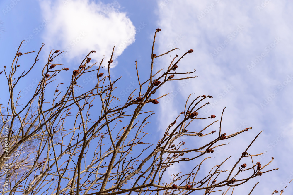 Tall deciduous trees in early spring without foliage Tall deciduous trees in early spring without foliage
