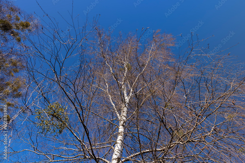 leafless birch trees in sunny weather in spring leafless birch trees in sunny weather in spring