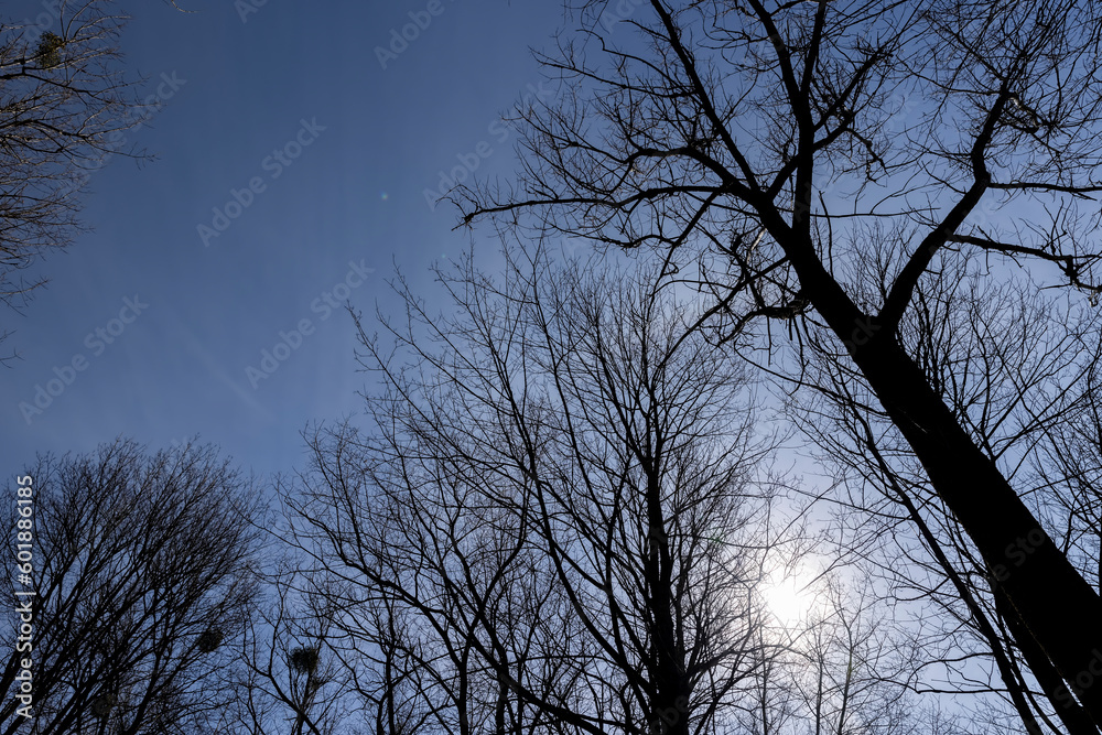 Bare trees in sunny spring weather, bare deciduous trees Bare trees in sunny spring weather, bare deciduous trees