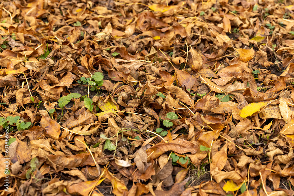 Orange maple foliage on the ground during leaf fall Orange maple foliage on the ground during leaf fall